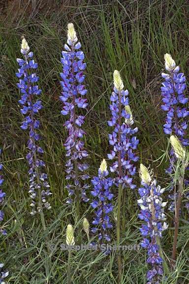 lupinus benthamii 1 graphic